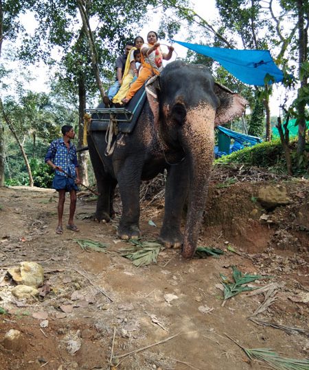 Munnar Elephant
