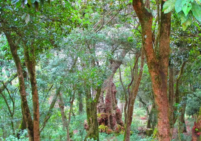 kodaikanal-vacation-packages