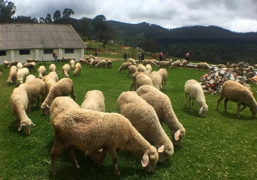 kodaikanal-tour-packages